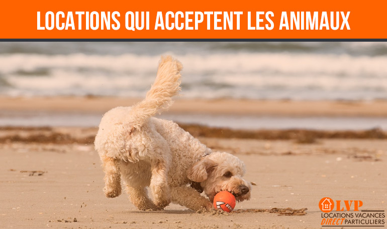 Parce qu’il n’est pas toujours évident de les emmener en vacances, retrouvez nos astuces pour trouver des locations de vacances qui acceptent les chiens.